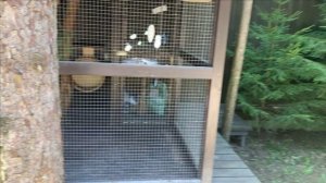 Белки,кабачки,яблоки.Содержание черных белок в вольере.