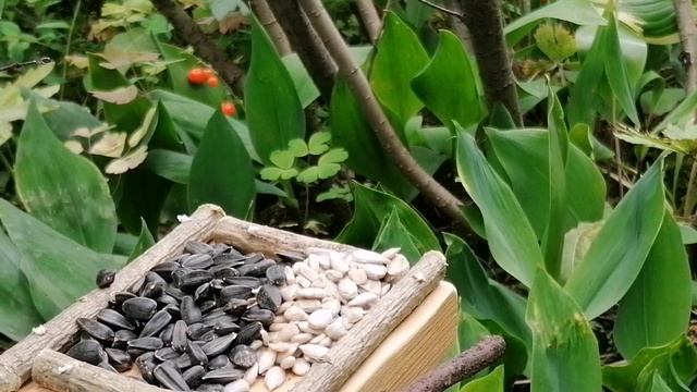 Синицы 🙂 Большая синица. Синица лазоревка. Звуки природы 🎶 смотреть онлайн