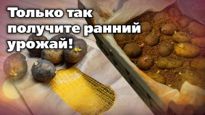 Как подрастить картофель перед посадкой. Делаю так много лет и очень довольна