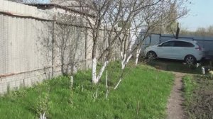 Обработал и побелил деревья// Посадил розу у входа в дом - баню.