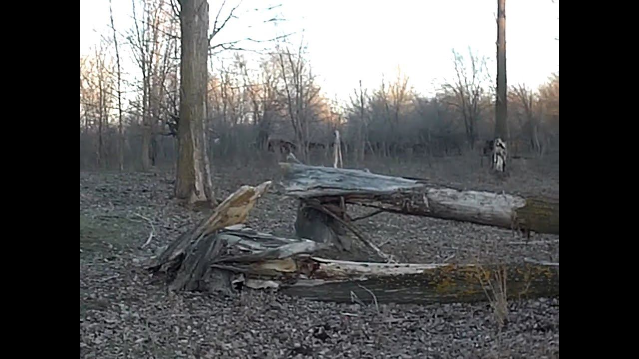 21.02.2025 ЧТО ДЕЛАТЬ? : ЛПХ В ОПАСНОСТИ смотреть онлайн