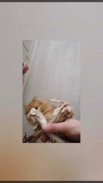 шпиц#пират#доброе#утро#индейка#абордаж смотреть онлайн