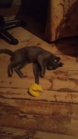 Кот Атос весело крутится #shorts #котатос #атос #коты #котиграет