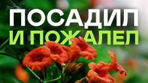 Вы Удивитесь Но Эти Цветы Кусты И Деревья Нельзя Сажать