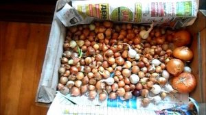 Покупаю лук севок 1