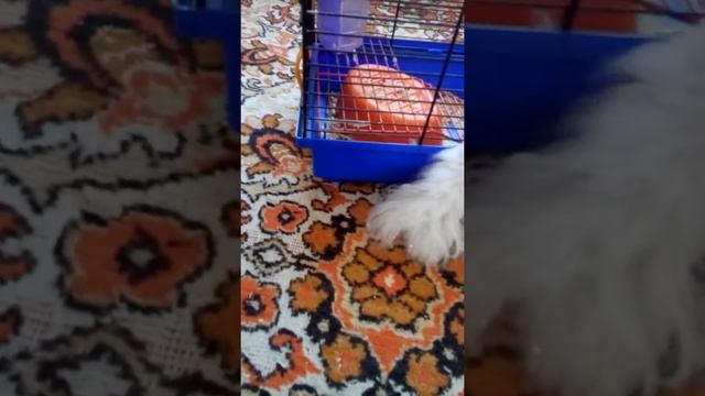 Клип про хомячка под песню skillet hero смотреть онлайн