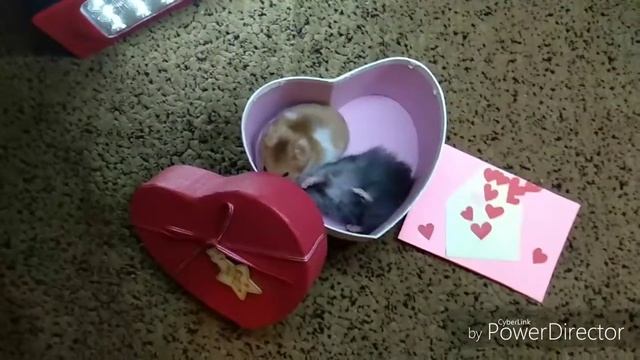 МИЛЫЕ ХОМЯЧКИ. ХОМЯЧКИ В ПОДАРОК. ЖИЗНЬ ХОМЯКОВ. ПРИКОЛЫ. СМОТРЕТЬ ВСЕМ.
