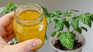 Рассада пухнет на глазах, корни прут как бешеные!