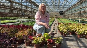 МАТТИОЛА ГОТОВА К СРЕЗКЕ. ОБЗОР ЦВЕТОВ В КАССЕТАХ.