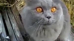 Говорящий кот ругается матом Смешно аж плакать хочется