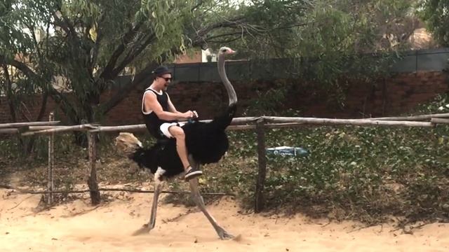 NAKATZU.PL | THE OSTRICH RIDER IN VIETNAM смотреть онлайн