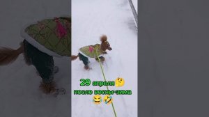 а у нас весна была целый день🤣🤣🤣#Nika.poodle