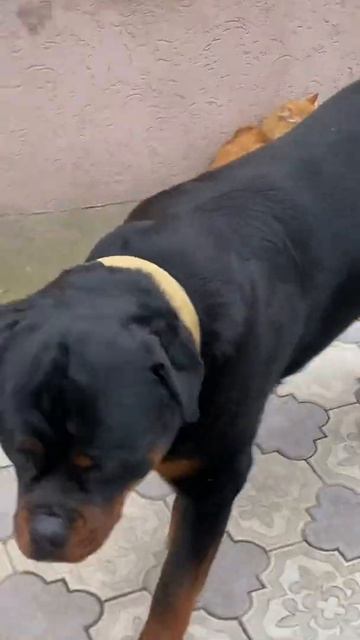 Ротвейлер хочет играть с Котом