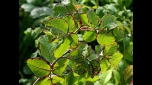 Вирусные заболевания роз - не приговор! Признаки и лечение.