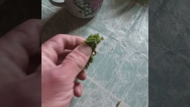 молоденькие листики вишни