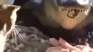 Самое прикольное видео! Кот бьёт крокодила!