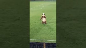 Чисто медведь танцует лезгинку