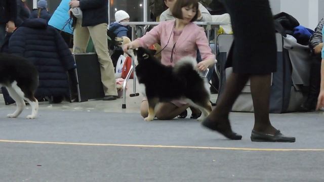 BIS Битси смотреть онлайн