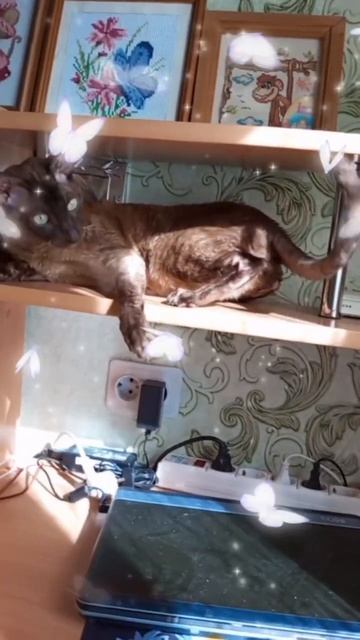 Кот и хвост#кот #корниш #корнишрекс #cat #