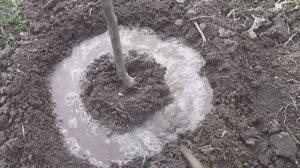 Подкормка яблонь весной