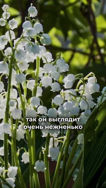 Эти растения лучше не сажать ❌ #современныйсад #малоуходныйсад
