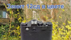 Зенит в цвете