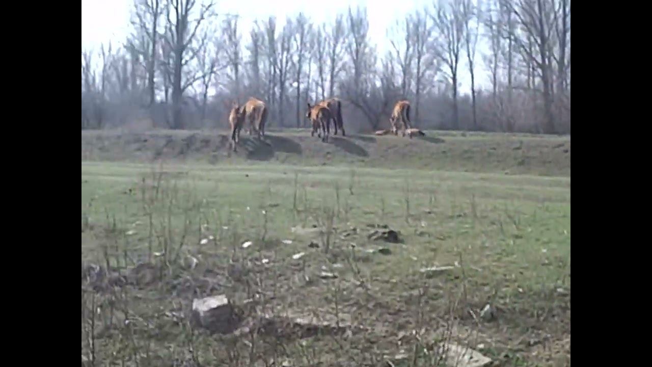 16.03.2025 ЧТО ДЕЛАТЬ? : ЛПХ В ОПАСНОСТИ смотреть онлайн