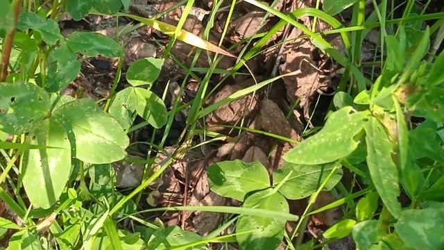 весна, мышка полевая#весна#мышь#природа смотреть онлайн