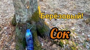 Собираю сок берёзовый,полезный напиток!