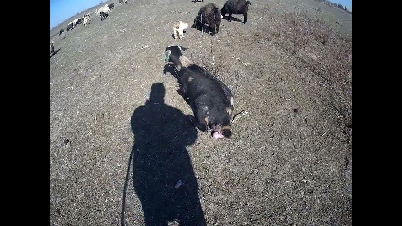 08.03.2025 Падёж ЧТО ДЕЛАТЬ? : ЛПХ В ОПАСНОСТИ смотреть онлайн