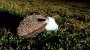 Ёжик застрял в стакане