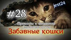 Забавные кошки / Приколы с кошками / Смешные коты #28