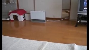 ✅ Нереально ржачный кот надевает пакет на голову.