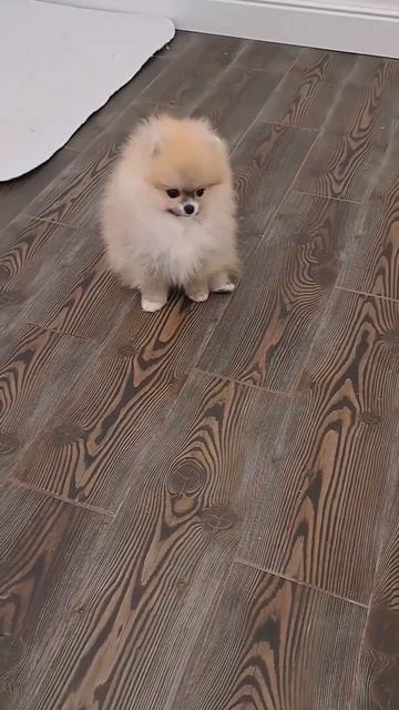 Мальчик шпиц #шпиц #pyrozhukoksana #ukraine смотреть онлайн