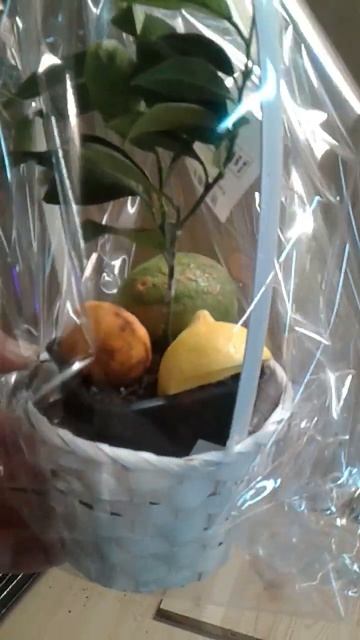 Новогодний подарок "Сочный лимон". Набор из разных сортов лимонов, апельсинов, кумкватов. смотреть онлайн