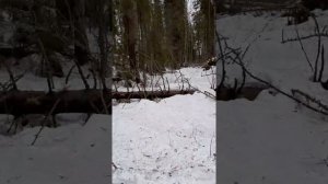 Работа РЕЛ по лосю