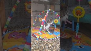Мама Анжела и её котята "британцы" Пончик и Булочка:)
Ма-ма! Пе-рвое слооо-во, в нашей судьбе!
