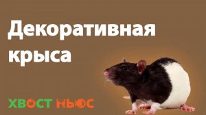 Декоративные крысы. Все о виде грызуна