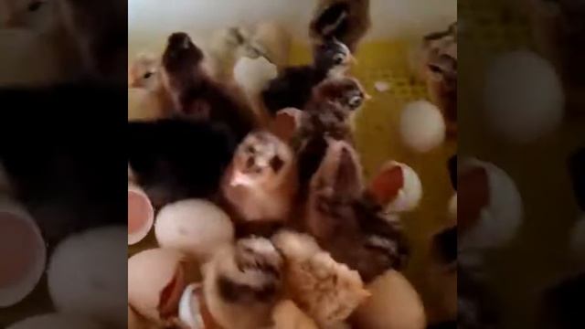 Китайский инкубатор смотреть онлайн