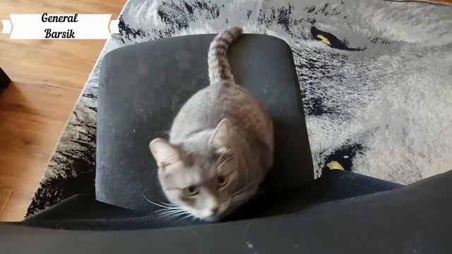 ПРИКОЛЬНЫЕ ВИДЕО С КОТАМИ/САМЫЕ МИЛЫЕ ВИДЕО ПРО КОТИКОВ/КОТИКИ/КОТЫ/ПРИКОЛЫ