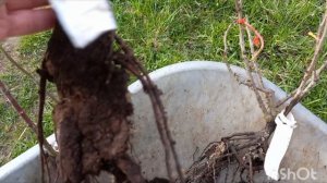 Распаковка посылки с розами из питомника Древо жизни