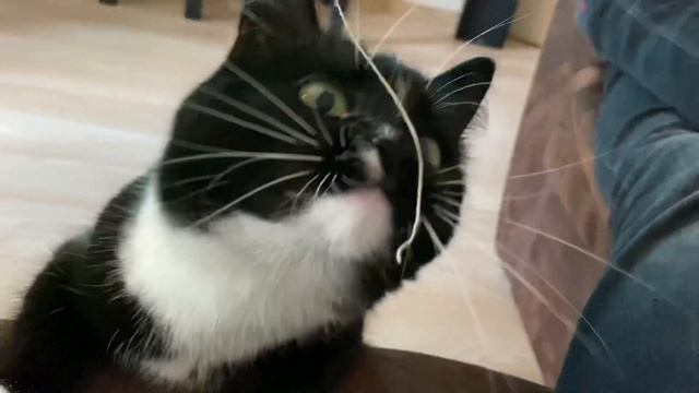 Зачем кошке нитка? смотреть онлайн