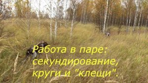 Осенняя охота на вальдшнепа. ЗОЛОТО  ОСЕННЕГО  ЛЕСА