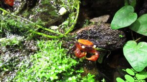 Мои питомцы - крабы Geosesarma hagen Red Devi