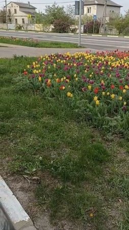 МОРЕ ТЮЛЬПАНОВ В БЕЛГОРОДЕ