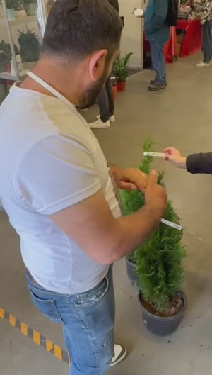 ТУЯ СМАРАГД купить в садовом центре «АртСад» www.artsad63.ru
