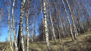 Вечерка на Селезня в Черепановском районе Новосибирской области