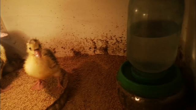 Гусята с двух суток уже начинают купаться