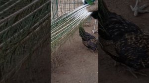 парк Николаева