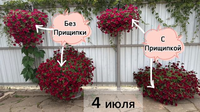 Прищипывать или не прищипывать петунии? Результат эксперимента! смотреть онлайн